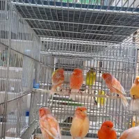 قناری رسمی و رد فکتور|پرنده|اندیشه, اندیشه فاز ۲|دیوار