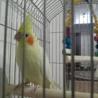 عروس هلندی|پرنده|پره‌سر, |دیوار