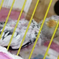 جوجه عروس هلندی نر گل باقالی