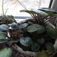 بنفشه آفریقایی با گلدان بونسای آنتیک