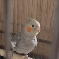 عروس هلندی ۴ ماهه سخن گو|پرنده|تهران, افسریه جنوبی|دیوار