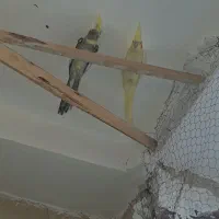 عروس هلندی ۲ماهه