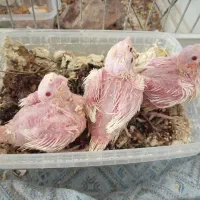جوجه عروس هلندی سرلاکی چشم شرابی