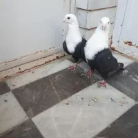 کربلایی سیاه|پرنده|گنبد کاووس, |دیوار