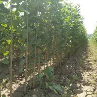 جشنواره بزرگ نهال صـنوبــر سرمایه‌ای برای آینده