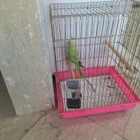 طوطی ملنگو نر