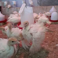 بوقلمون بیوتی ۶