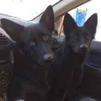 مربی سگ در شیرازآموزش سگ در شیراز تربیت سگ درشیراز|خدمات آموزشی|شیراز, شهرک آرین|دیوار