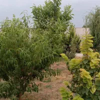 اجاره باغ ویلا،استخر آبگرم در خانه زنیان|اجارهٔ کوتاه‌مدت ویلا و باغ|شیراز, شهرک والفجر|دیوار