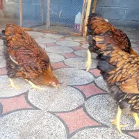 ویاندوت آمریکایی جی اس جی فول کیفیت|حیوانات مزرعه|اندیمشک, |دیوار