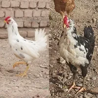 جوجه خروس چهل تاج