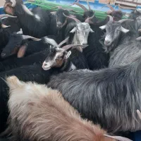 عمده و تکفروشی گوسفند شیشک و بز چاق روغنی|حیوانات مزرعه|خرم‌آباد, |دیوار