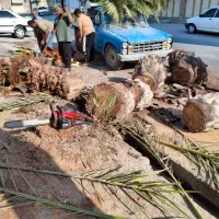 برش نخل قطع نخل در کل استان|خدمات باغبانی و درختکاری|برازجان, |دیوار