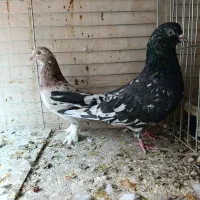 نروماده سرور|پرنده|اردکان, |دیوار