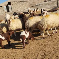 میش داشتی ( فروش به تعداد دلخواه مشتری)