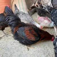 بوقلمون وخروس|حیوانات مزرعه|گرمسار, |دیوار