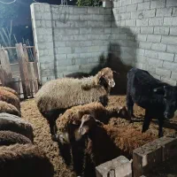 نر داشتی|حیوانات مزرعه|هادی شهر, |دیوار