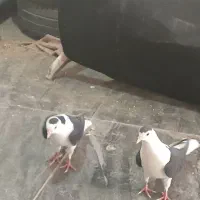 جوجه|پرنده|سبزوار, جهاد کشاورزی|دیوار