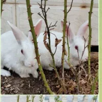 دوعدد خرگوش سفید