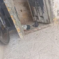 کله سیا