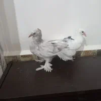 جفت جوجه دم چتری هیچ پری