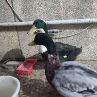 اردک های نر کله سبز