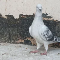 کفتر سبز شامی سفید قره پولکی|پرنده|مشهد, ابوذر|دیوار