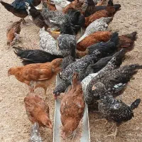 تعدادی جوجه مرغ محلی بااردک خارجی