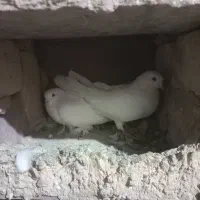 باعرض سلام خدمت عشق بازان عزیز|پرنده|دورود, |دیوار