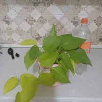 گل پتوس و نهال انبه و شمعدونی