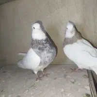 یک جفت کفتر  طوقی واشری