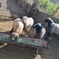 بره نر و قوچ