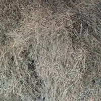 گیاه