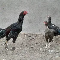 جوجه وتخم مرغ و مرغ وخروس لاری کاشمر