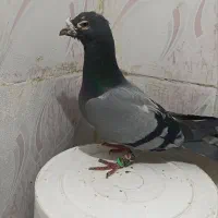 چنتاکفتر|پرنده|چناران, |دیوار