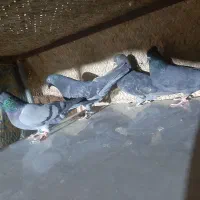 کبوتر|پرنده|یزد, |دیوار