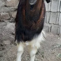 کهره‌نر‌بندی‌‌چاق‌‌کیلوی‌۳۳۰