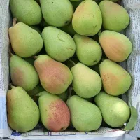 هرس درخت|خدمات باغبانی و درختکاری|خرمآباد, |دیوار