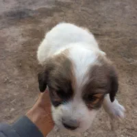 فروش توله پاپی