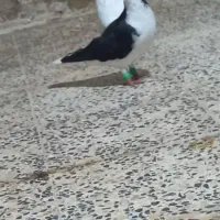 کبوترحمیدیه