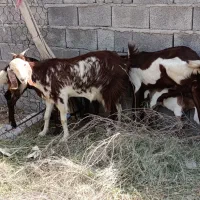 نری کهره|حیوانات مزرعه|بم, |دیوار