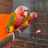 خرید فروش پرنده گرینچیک کوتوله خورشیدی عروس هلندی