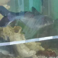 ماهی گوشخوار سایز بزرگ