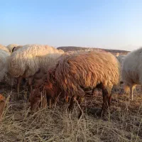 شیشک زاییده وآبستن|حیوانات مزرعه|مرادلو, |دیوار