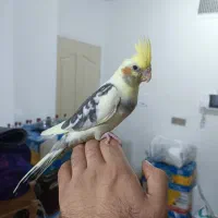 عروس هلندی رام دستی از پدر سخن گو