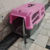 گربه بریتیش پسر ملوس|گربه|مشهد, گاز|دیوار