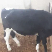 تلیسه گوساله گاو|حیوانات مزرعه|نیشابور, شهرک رضوی|دیوار