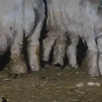 میش . بره .|حیوانات مزرعه|عسگران, |دیوار