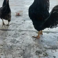 مرغ خروش اصل
