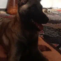 فروش یه قلاده سگ مالینویز اصیل